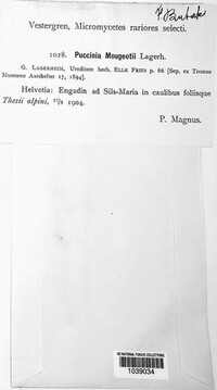 Puccinia mougeotii image